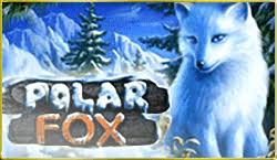 Polarfox